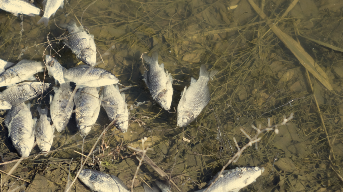 a fishkill: dead sunnies floating in brown water