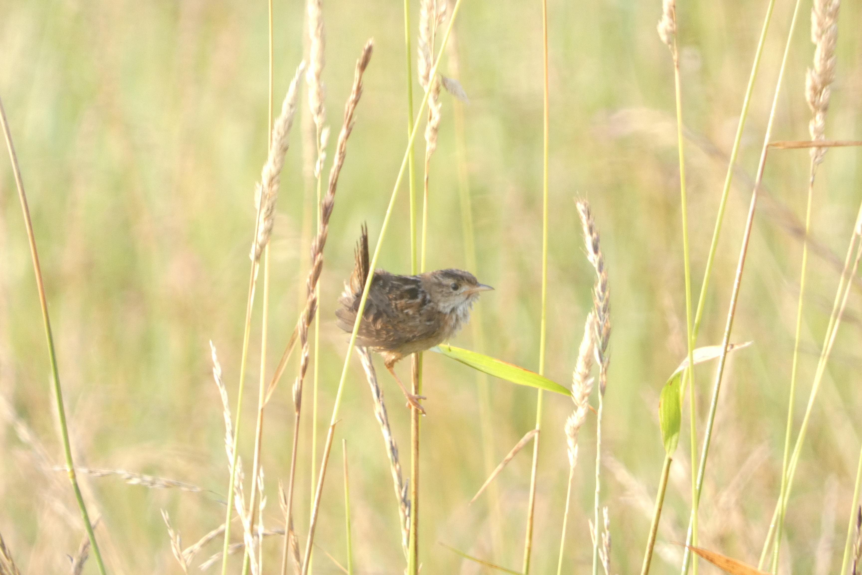 small bird on grass