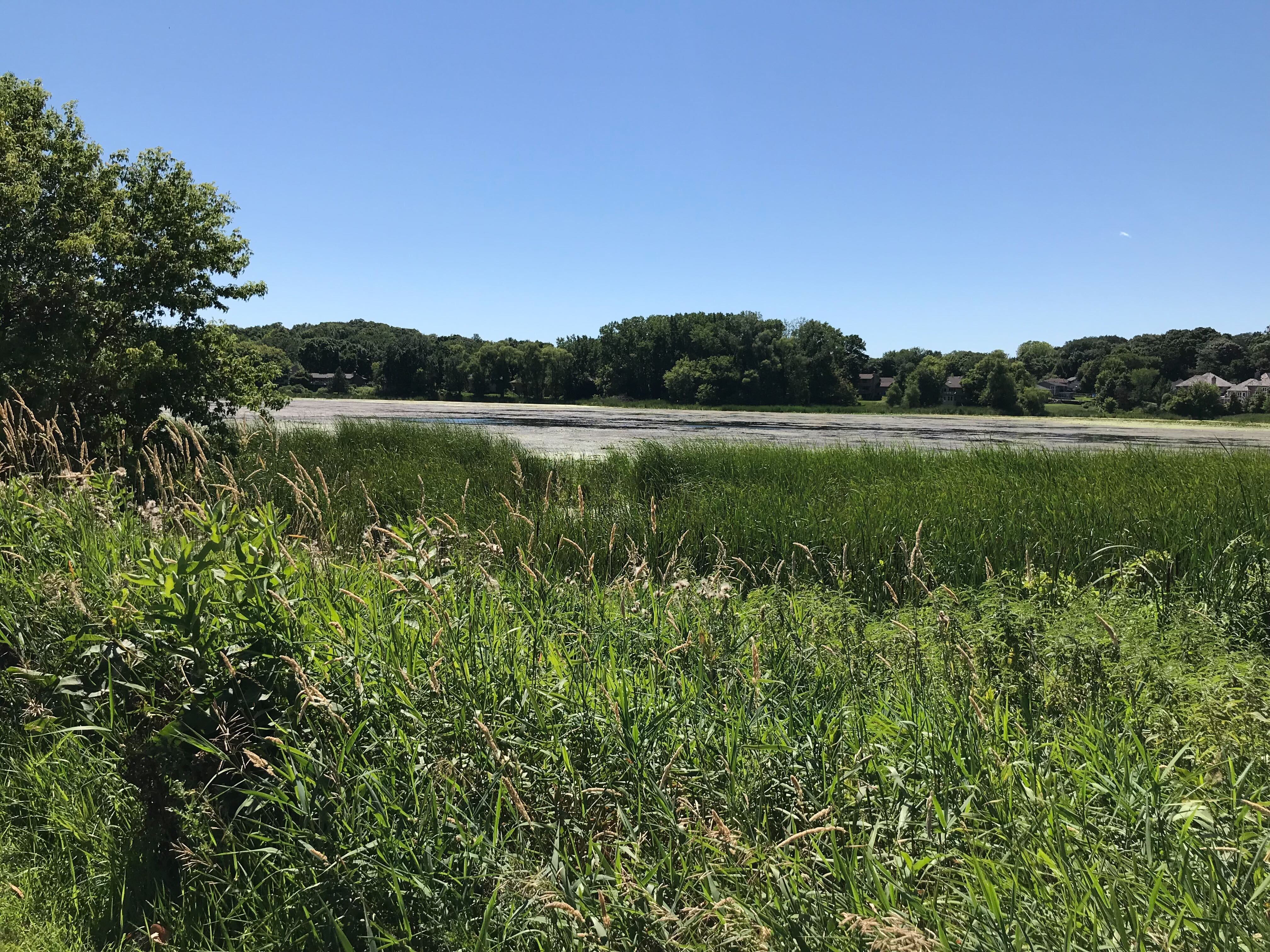 wetland area under blue sky