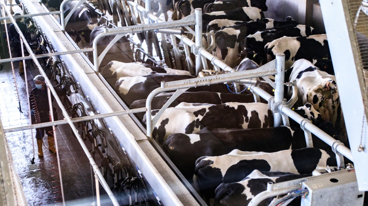 cows in industrial space