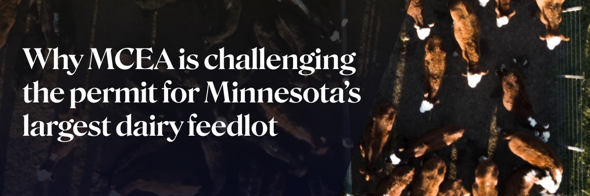 cows and the words Why MCEA is challenging the permit for Minnesota’s largest dairy feedlot