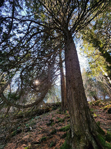 Old-growth cedar trees
