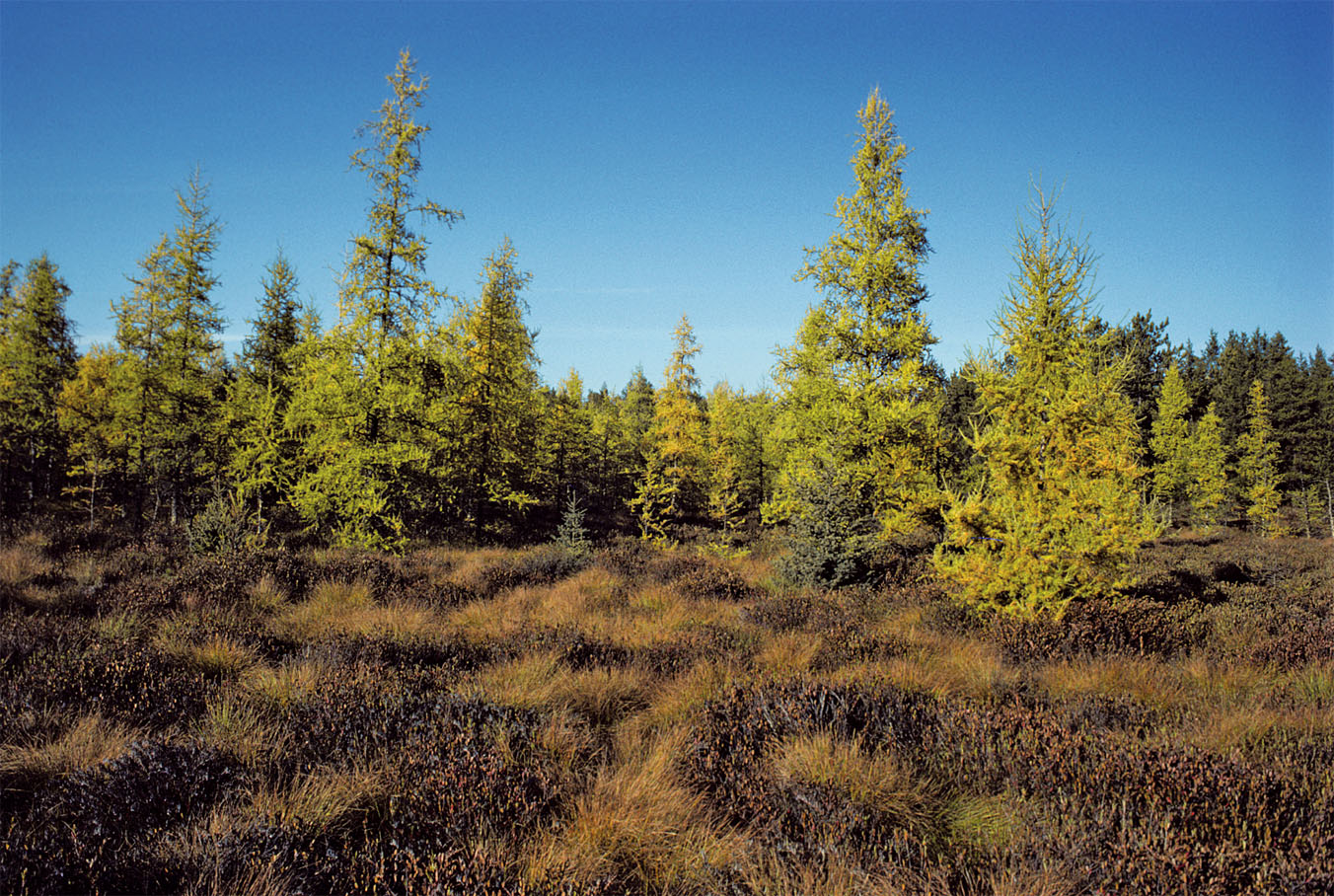 Coniferous bog