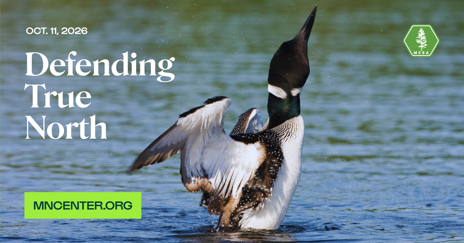 a loon coming out of a lake