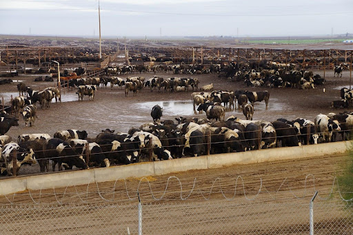 sad cows