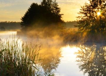 river with plants and fog