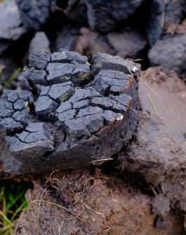 image of peat