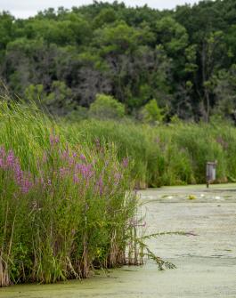 wetland