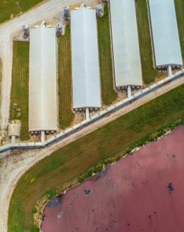 image of large scale dairy farm