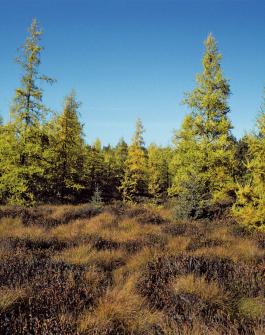 coniferous bog