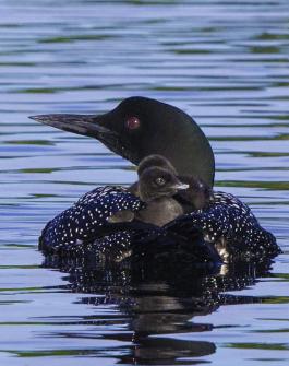 loon and loon baby