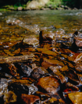 close up image of a creek bed