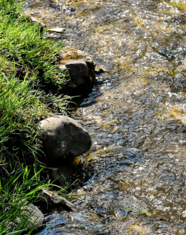 creek with rocks and grass
