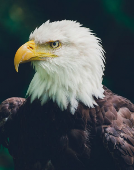 bald eagle