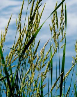 wild rice in front of blue sky