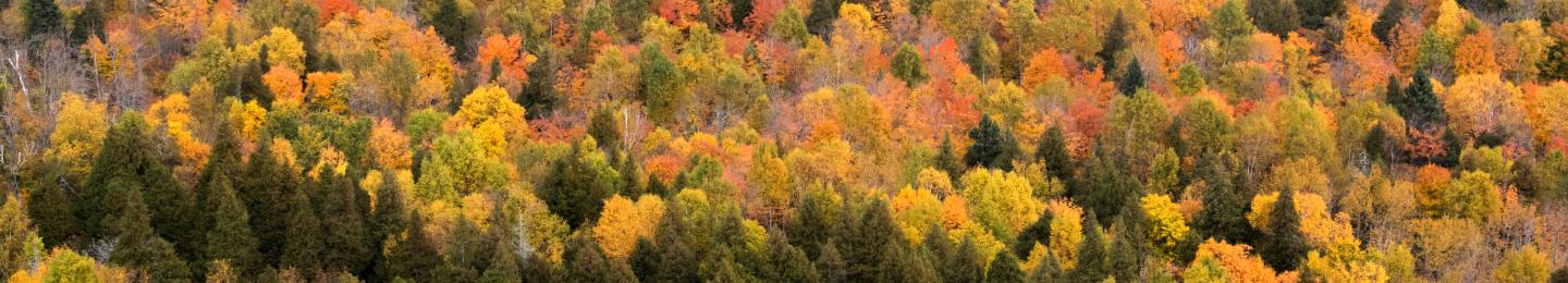 Fall Foliage