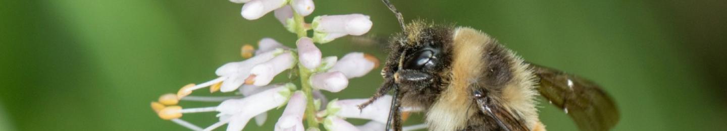 rusty patch bumble bee on white flower