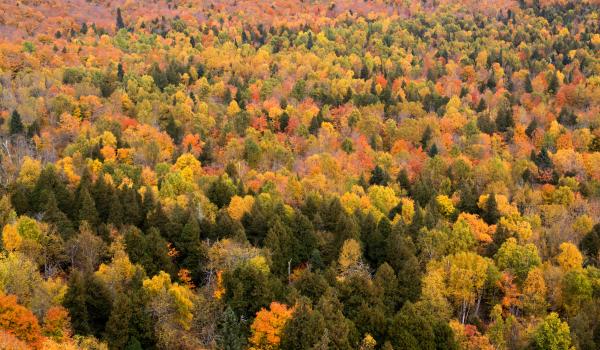 Fall Foliage