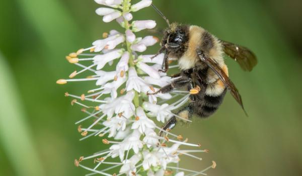 a rusty patch bumble bee on white flowers