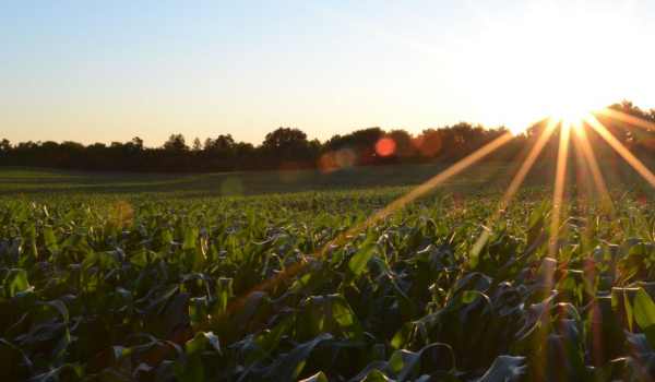 farm at sunset