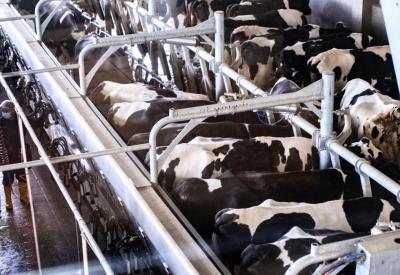 many cows in a facility