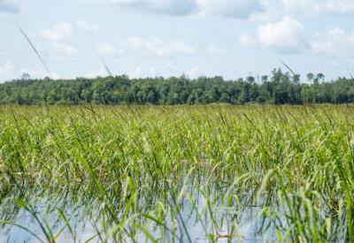 wetland