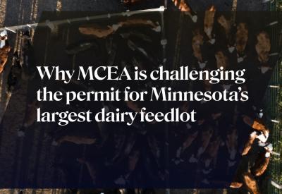 cows and the title: Why MCEA is challenging the permit for Minnesota’s largest dairy feedlot