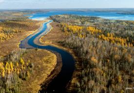 aerial photo of water and trees