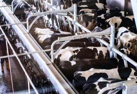 many cows in a facility