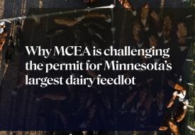 cows and the title: Why MCEA is challenging the permit for Minnesota’s largest dairy feedlot