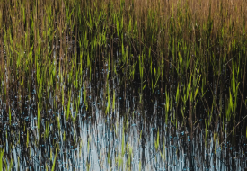 photo of a wetland