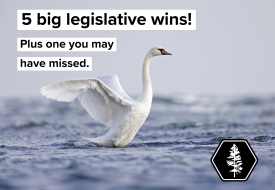 swan taking off from water and the words five big legislative wins and one you may have missed