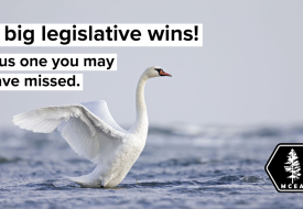 swan taking off from water and the words five big legislative wins and one you may have missed