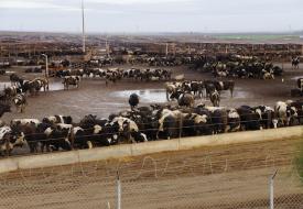 sad cows